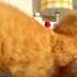 Friskies для котят