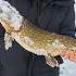 Зима Familyfishing рыбалка мужжена Fishing зима зимняярыбалка щука Pike трофей