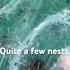 Nature S Nursery Delving Into The Mysterious Realm Of Spiders Egg Clusters Under A Water Butt