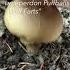 Finding Lycoperdon Puffballs Wolf Farts In Vermont