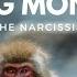 The Smear Campaign Flying Monkeys Of The Narcissist