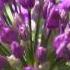 Stephen Foster Beautiful Dreamer Flute Piano Ornamental Onions