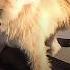 THE Most Respected Alpha Dog Meet The KING CHARLES