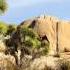 Sounds Of The Mojave Desert Wind Through Tree