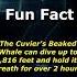 The Record Breaking Dive Of The Cuvier S Beaked Whale WhaleFacts DeepDive MarineLife