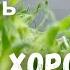 Учим попугая говорить Чика хорошая птичка