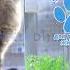 Ультразвуковой отпугиватель насекомых и грызунов Защитник