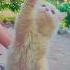 Cute Cat Shorts Shortsvideo Trendingshorts Cat Funny Catvideos Pets Animals Catlover Fypシ