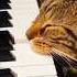 Cat Choir Adorable Harmony You Didn T Know You Needed