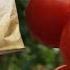 Лучший Томат на посадку в 2024 году Растёт ГРОЗДЯМИ С куста 1000 томатов без ухода и подкормок