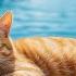 LIVE Cat Healing Music Soothing Sounds For Deep Relaxation And Sleep With Soothing Piano