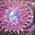 Ovation The Book Of Revelation Luxor Mix