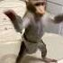 Забавный малыш обезьянка Babymonkey Monyet обезьяна