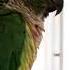 Trello The Green Cheek Conure Talking