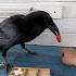 Animal Crow Raven воронгоша Birds Aboutbirds