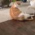 Ты где был всю ночь Shorts Funny котики Cat Gatos