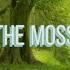 The Moss Cosmo Sheldrake Lyric Video