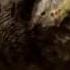 Dinosaur Egg Fossils Walking With Dinosaurs Ballad Of Big Al BBC Earth