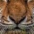 Siberian Tigers Big Cats Wild Dcumentary HD 1080p