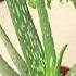 Motivational Speech Plants Plant Care Aloe Vera Prakritisgarden Nature