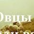 Овцы среди волков рассказ