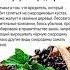 Почему в Америке выращивание смородины под запретом смородина краснаясмородина интересныефакты