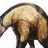 Anteater Pronunciation Anteater Englishgrammar Animals Englishlanguage