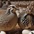 Quail Farming Raising Organic Quail For Eggs Poultry Business