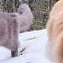 Big Maine Coon Teaches Small Cat To Explore The Forest