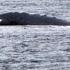 Close Up Of Humpback Whale In Loch Goil 2022