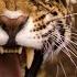 Leopard Documentary Big Cats Wildlife HD