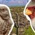 Birding Saguaro National Park Sonoran Desert In Tucson Arizona