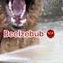 Belial Behemoth Beelzebub Asmodeus Satanas Lucifer Shorts Dog