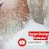 Habibi Original Rampuri Kabutar Golden Kabutar Rampurikabutar Indiankabutar Kabutar Pigeonvideos