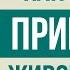 Как работает приворот на практике Живой пример реального приворота Результаты приворота