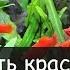 Красивый и не дорогой аквариум это возможно Аква посиделки с А Ершовым