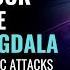 Reverse Your Overactive Brain Amygdala Lessen Fear Response In Body Cure Anxiety Panic Attacks