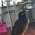 Talking Indian Myna Bird With Manners