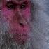 Aphex Twin Stone In Focus 4k 4hours Monkey Perfect Loop