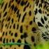 Тайная жизнь Ягуаров The Secret Life Of The Jaguars 4K