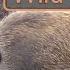 Wild BOARS Eat Roots Wildlife
