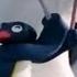 Pingu Pingu Makes Music