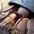 Resourceful Hermit Crab Improvises By Using Plastic Scoop As Shell USA TODAY