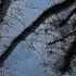 99ZED Feat SALIVA GREY SELF SABOTAGE SLOWED