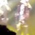 Yello Limbo