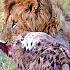 The Lion King 1994 2019 Mufasa Saves Simba And Nala Vs Real Wildlife Graphic
