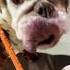 Recon Potato Loves Her Some Ted Drewes Stellathebulldog StLife