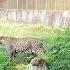 Leopards Walking In Cage Of Mukundpur Leopard Animals Shorts