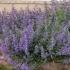 How To Grow Catmint Nepeta X Faassenii Walker S Low