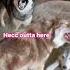 It S Farken Friday Funnydogvideos Huskylovers Howling Funnyanimals